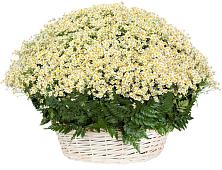 Цветочная композиция из Ромашки в корзине #REPLACE_PRED# Сосновке